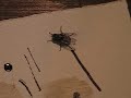 Dancing Fly Part I