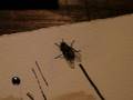 Dancing Fly Part I