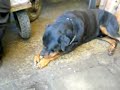 Freddie, meu pequeno Rottweiler