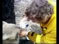 Thirsty Koala - A Firefighter Gives Koala A Drink (2009 Australian Bushfires)