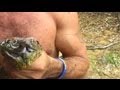 The Llanos - Anaconda country