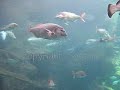 Creta Aquarium- ????????????? ?????