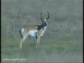 Pronghorn Antelope Pronghorn Antelope