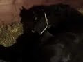 Birth of a Percheron Horse  part 2