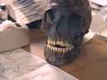 Evolution Homo Sapiens Versus Neaderthals