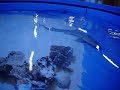 Shark pond at pet store!