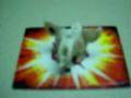 videos de All my bakugan so far