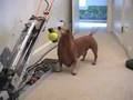 Dog and Ball machine