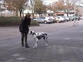 Pivot (canine freestyle)