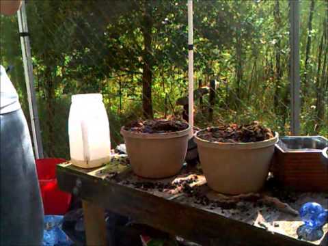 how to transplant rabbit's foot fern
