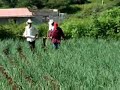 Arando para tapar cebolla en el campo