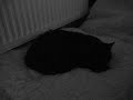 眠りネコ動画