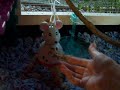 Cockatiels Huge New Home Made Cage / Play Yard