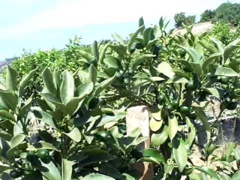 how to take care of kumquat tree