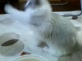 プリンちゃんもエンジン全開♡♥鳩のフィギアは