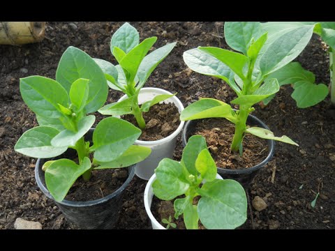 how to replant spinach