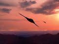 Northrop Grumman X-47B unmanned combat aircraft