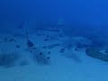 Under water spine animation with PDE surface