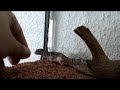 Gecko leopardo comiendo (eublepharis macularius)