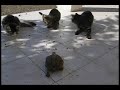 crazy turtle and cats