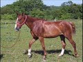 Horses Podol