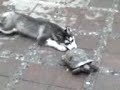 Kala Husky Siberiano conoce a Juanon