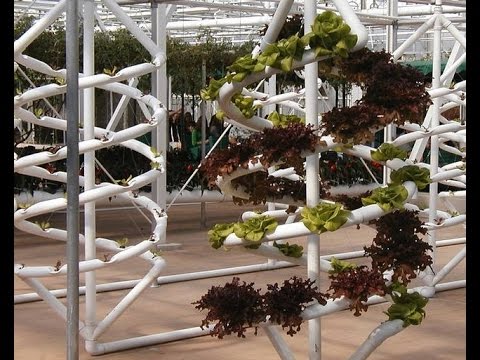 Hydroponics Benefits on Grow Aquaponically