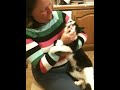 Smacked up cat