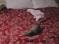 boba-ferrett.html