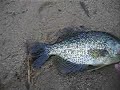 Crappie Day of Fishing