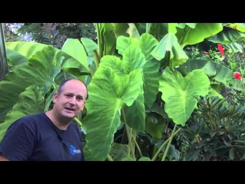 how to fertilize brugmansia