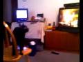 videos de Ramone