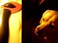 My Dog Watching Batman Ualuealuealeuale