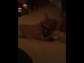 Franklin learns to activate the jingle dog