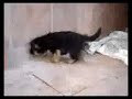 cachorros de pastor alemán
