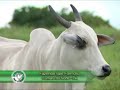 Fazenda Vale Formoso Sementes Boi Gordo