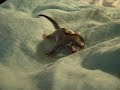 baby boy sugar glider baby boy sugar glider