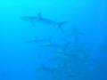 Bull Run - Bimini, Bahamas Bull Run - Bimini, Bahamas