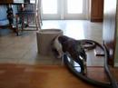 Deezel and the kitty