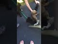 Click here to watch this video Dog fight