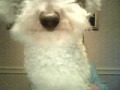 Gotta luv Louie!!!!! LOL!!!!!!!!!!!!!!!!!!!!