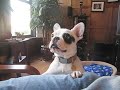 Watch 'Bulldog Francés ¨ladrando¨'