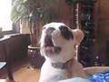 Buddy's funny barking