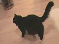 Brazilian Waxed Kitty