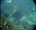Nasog Diving Trip