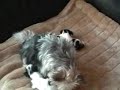 Peppels Babys 22 Tage alt