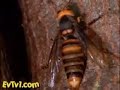 Japanese honeybees Japanese honeybees