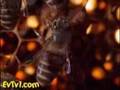 Japanese honeybees