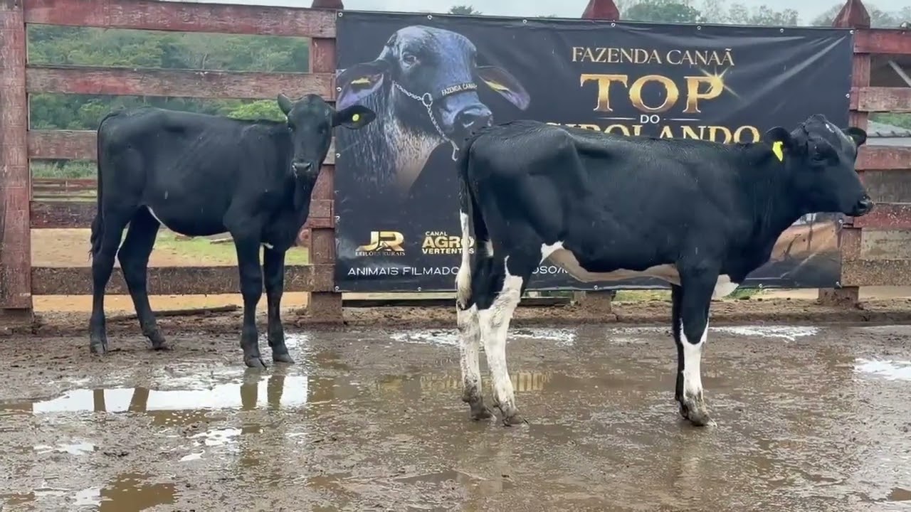 LOTE 93