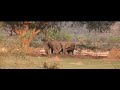 evening game drive evening game drive